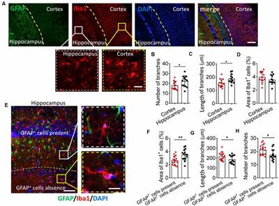 Mouse Astrocytes Promote Microglial Ramification by Releasing TGF-β and Forming Glial Fibers